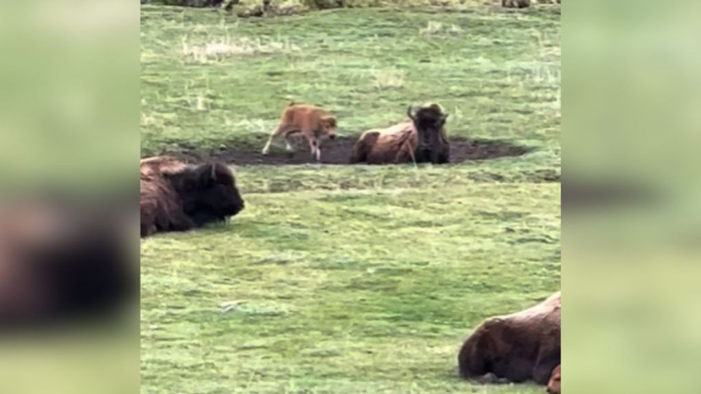 A baby bison bothering their mother, who is trying to relax.