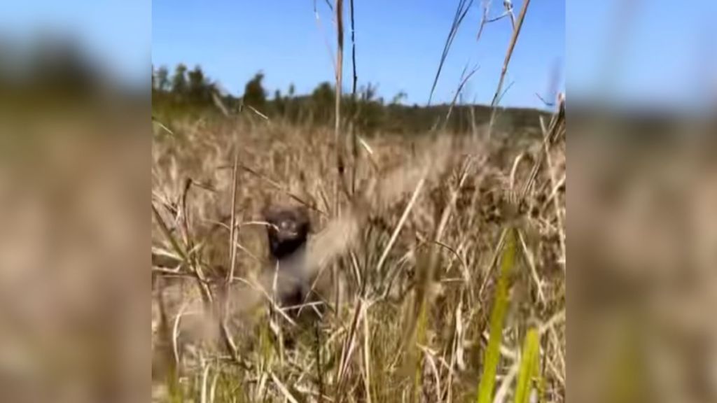 A baby camel lying down in the tall grass.