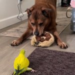 View from behind of a pet bird standing with a leg splayed out, like a dog. Standing in front of the bird, facing the camera but looking at the bird, is a dog with a large toy donut in their mouth.