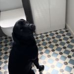 A black Lab sitting down and looking at the camera.