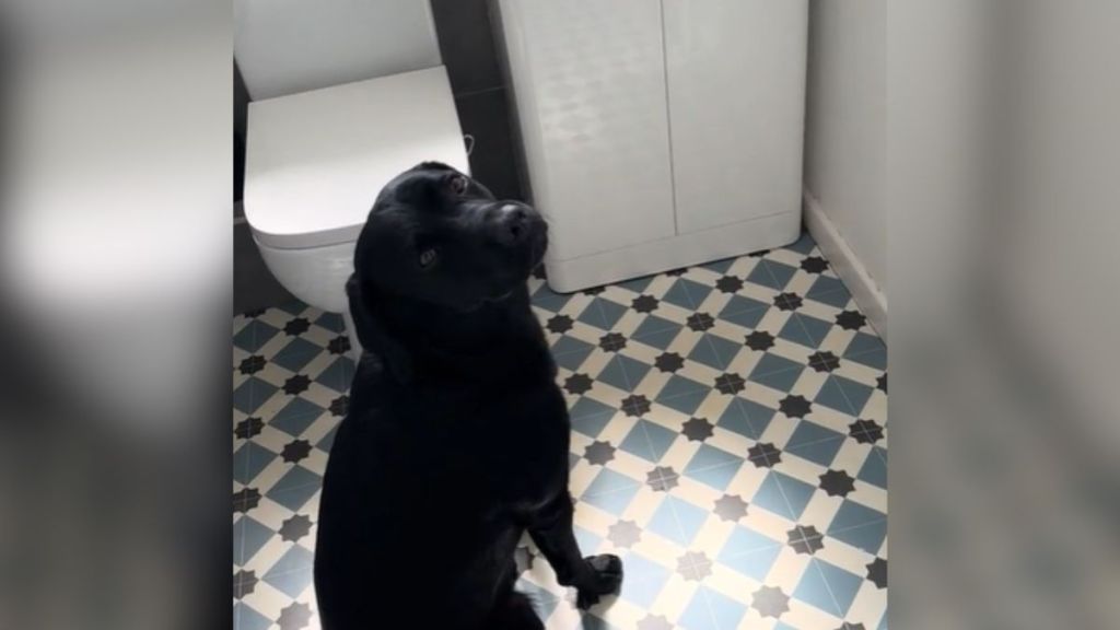 A black Lab sitting down and looking at the camera.