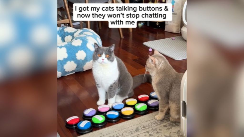 Two cats playing with colorful talking buttons.