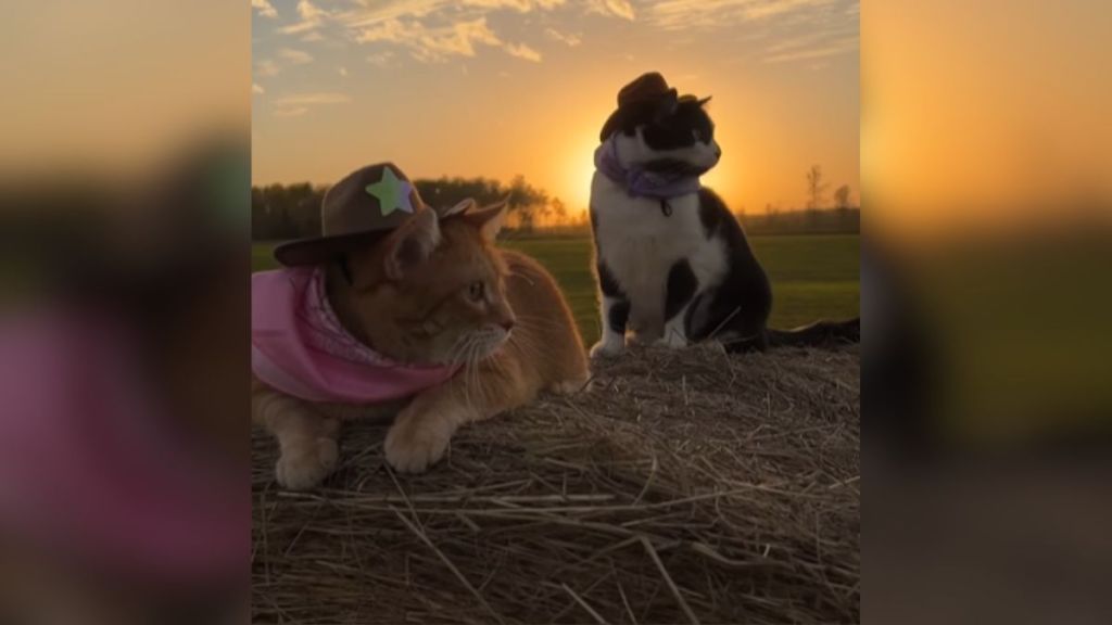 Two cats wearing cowboy hats under the setting sun.