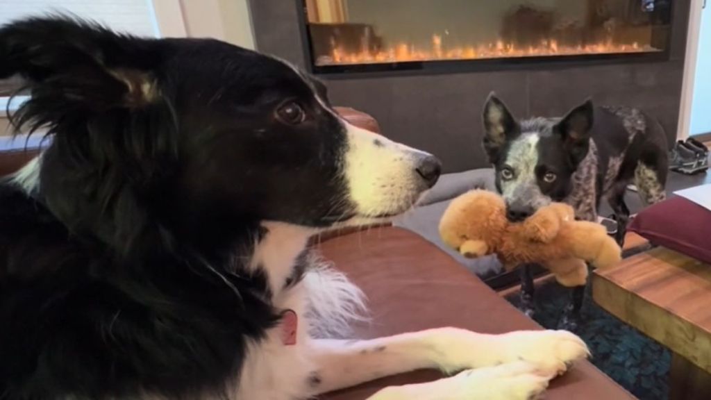 A cattle dog holding a toy in his mouth while a border collie lies on the couch.