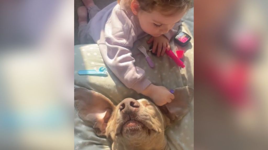 A little girl playing with a relaxed dog.