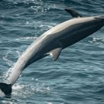 A dolphin leaping out of the water.