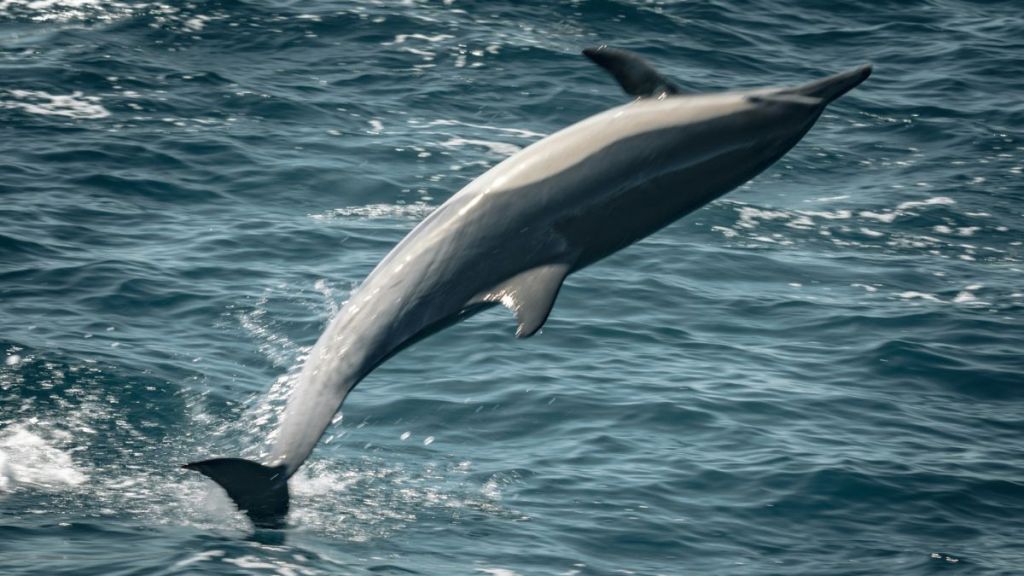 A dolphin leaping out of the water.