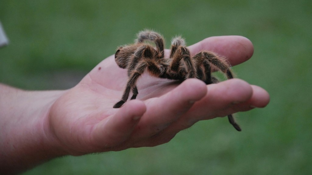 Close up of a tarantula resting in someone's hand