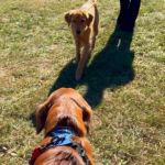 Two golden retrievers on leashes meeting at the park.