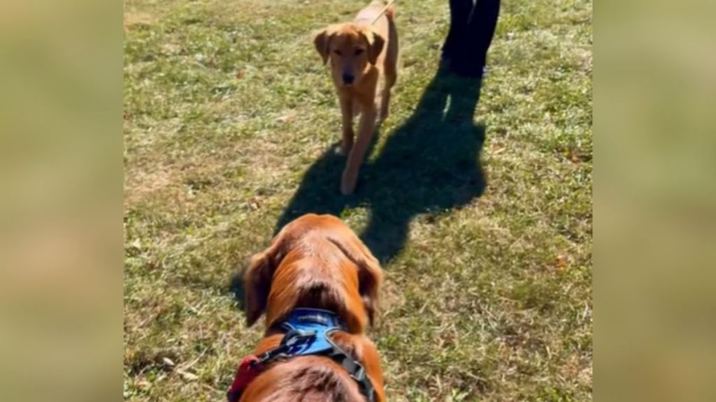 Two golden retrievers on leashes meeting at the park.