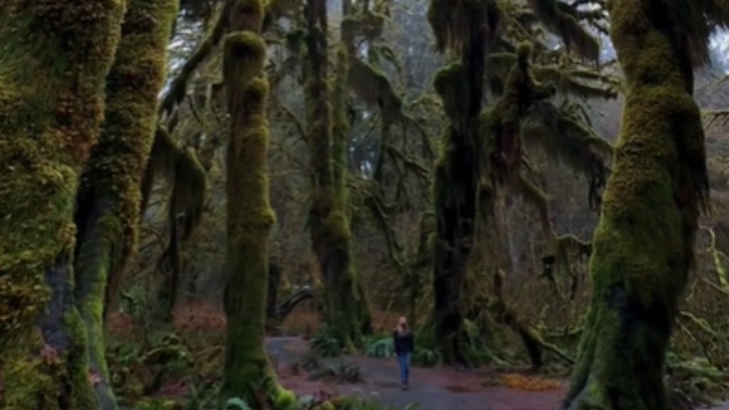 View of massive, moss-covered trees in the Hoh Rain Forest. A woman can be seen walking along a path. She looks so small next to the trees and can barely be seen, blending in with her surroundings