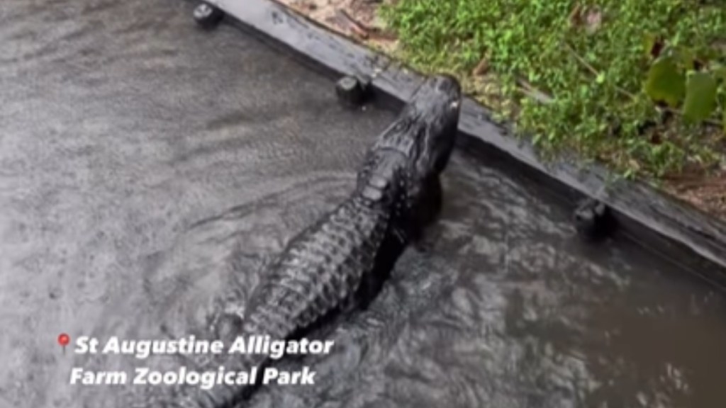 View from above of an alligator swimming through water to get back to land. Text on the image reads: St. Augustine Alligator Farm Zoological Park