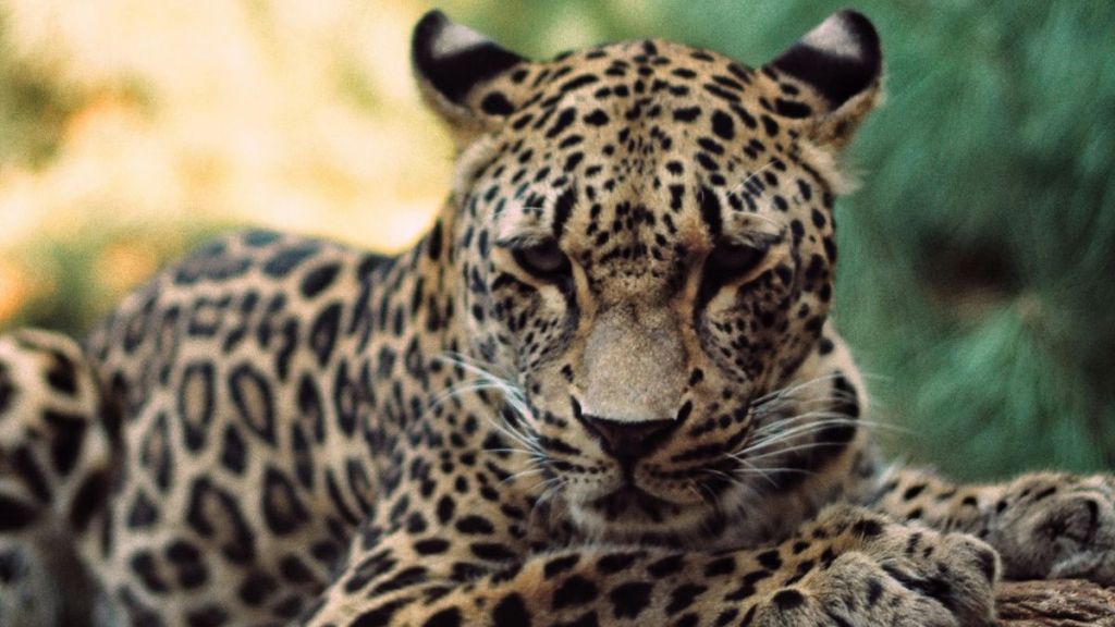 A jaguar laying on a branch in the wild.