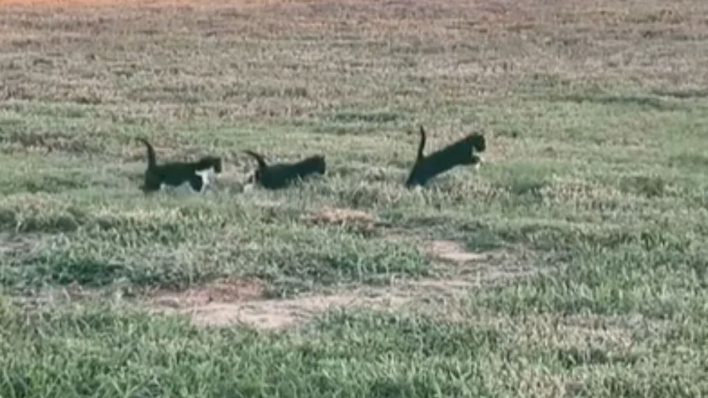 Three small kittens running through a field.