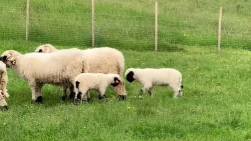 Two little lambs stand next to a small group of sheep. The two lambs face each other