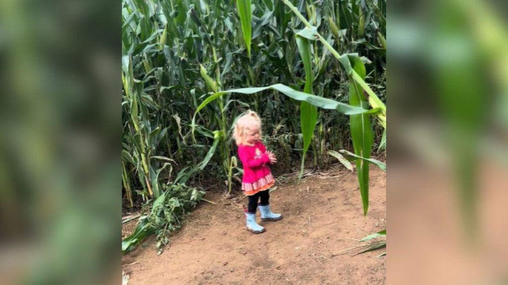 A little girl praying in a corn maze.