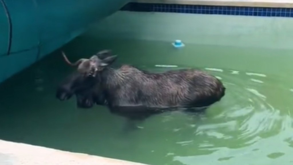 A massive moose stands in a pool, the cover moved just a little away from the creature