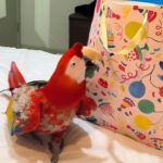 A parrot investigating a birthday gift bag.