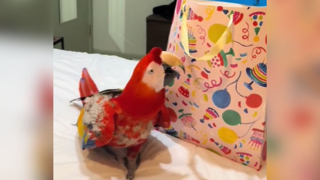 A parrot investigating a birthday gift bag.