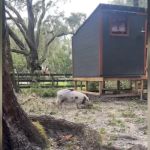 A pig walking around on the farm.