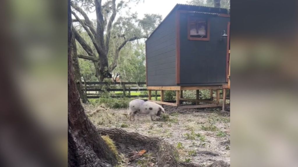 A pig walking around on the farm.