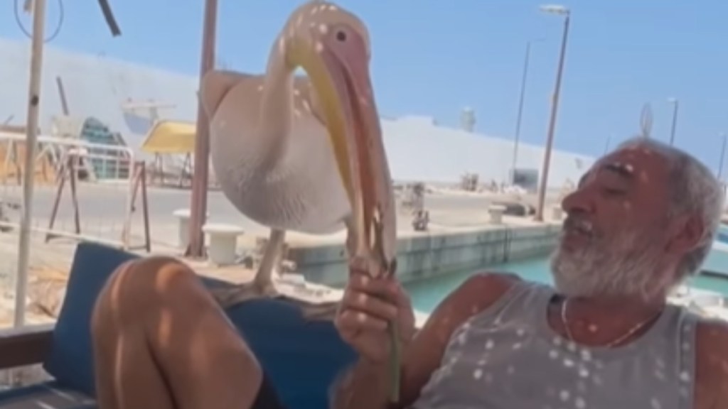 Close up of a man lounging outside on a couch. Next to him is a pelican. The man is feeding the pelican.