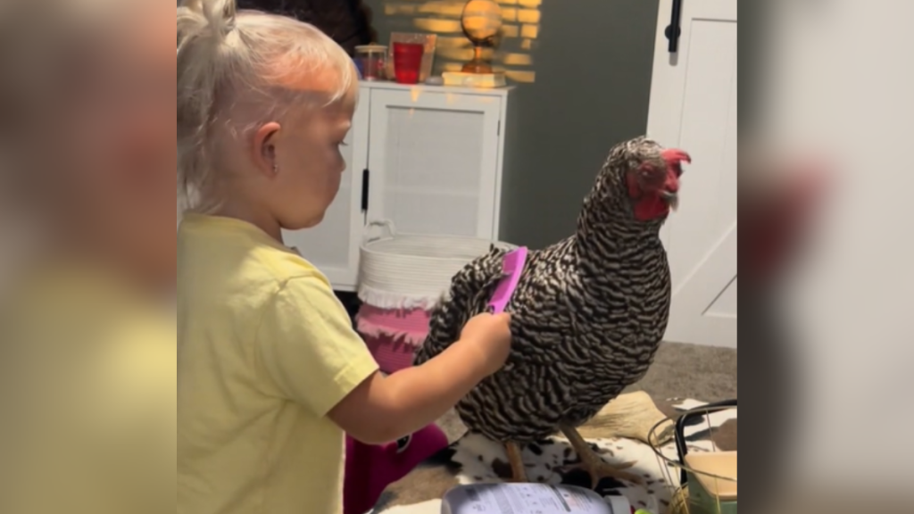 A toddler concentrates as she combs a chicken. The chicken is standing on furniture in the living room