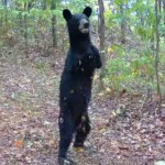 A two-legged bear stands upright while walking through a trail in a wooded area