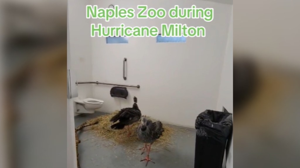 Two large birds walk around inside a public restroom. There is a pile of hay for the birds. Text on the image reads: Naples Zoo during Hurricane Milton