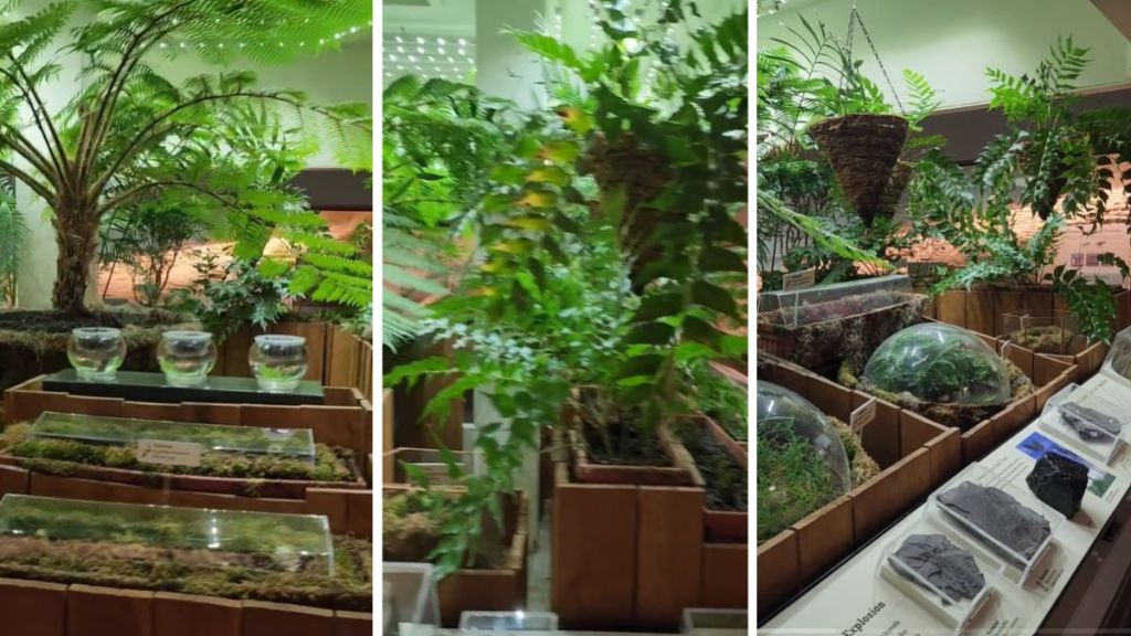 Three-panel image includes displays from the ancient plant garden at University of Kansas.