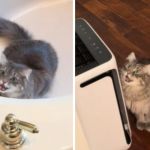 Image shows a cat chirping while playing peek-a-boo in a tub (left) and behind a counter (right).