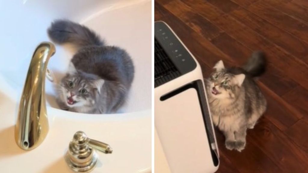 Image shows a cat chirping while playing peek-a-boo in a tub (left) and behind a counter (right).