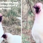 Images show white chickens with purple faces from eating prickly pear fruit.