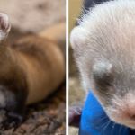 Left image shows Anotina, a cloned black-footed ferret. Right image shows one of her twin kits, the first ever born to a cloned animal.