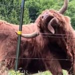 Image shows a Highland cow giving himself scratches.