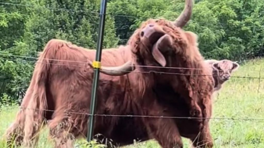 Image shows a Highland cow giving himself scratches.