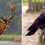 Left image is a stock photo of a Red Deer Stag showing off an impressive rack of antlers. Right stock image shows a Western Jackdaw, which helps deer by removing parasites.