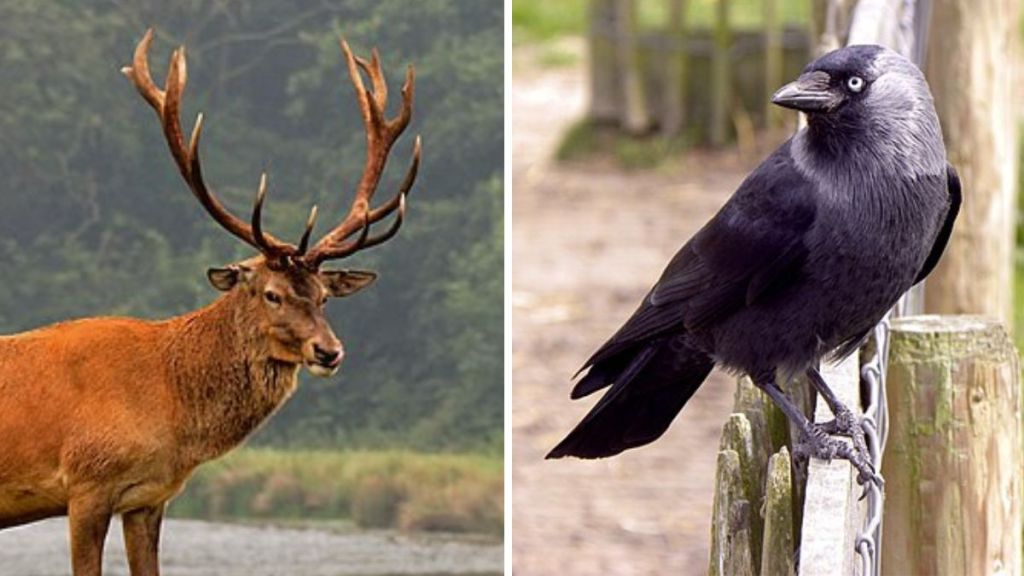 Left image is a stock photo of a Red Deer Stag showing off an impressive rack of antlers. Right stock image shows a Western Jackdaw, which helps deer by removing parasites.