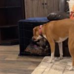 Image shows a resourceful dog, Lilah, opening the crate to let her dog brother, Moose, make a jailbreak.