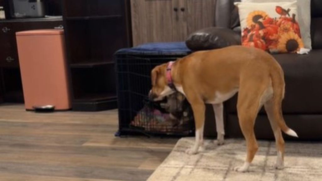 Image shows a resourceful dog, Lilah, opening the crate to let her dog brother, Moose, make a jailbreak.