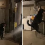 Images show a dog staring at (left) and jumping (right) in front of a water tank.