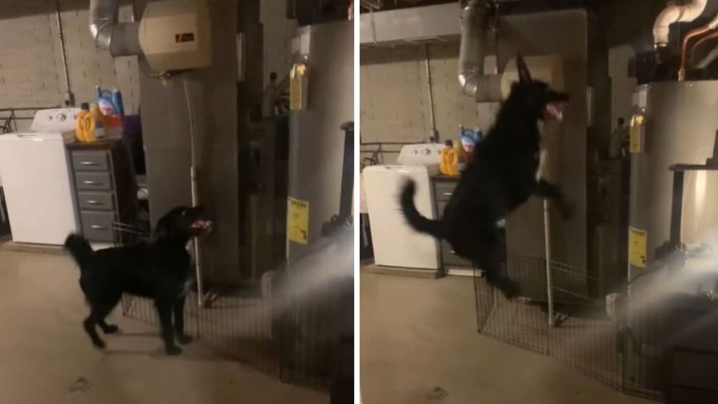 Images show a dog staring at (left) and jumping (right) in front of a water tank.