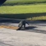 Image shows a large gator strolling across the taxiway at a Florida airport.