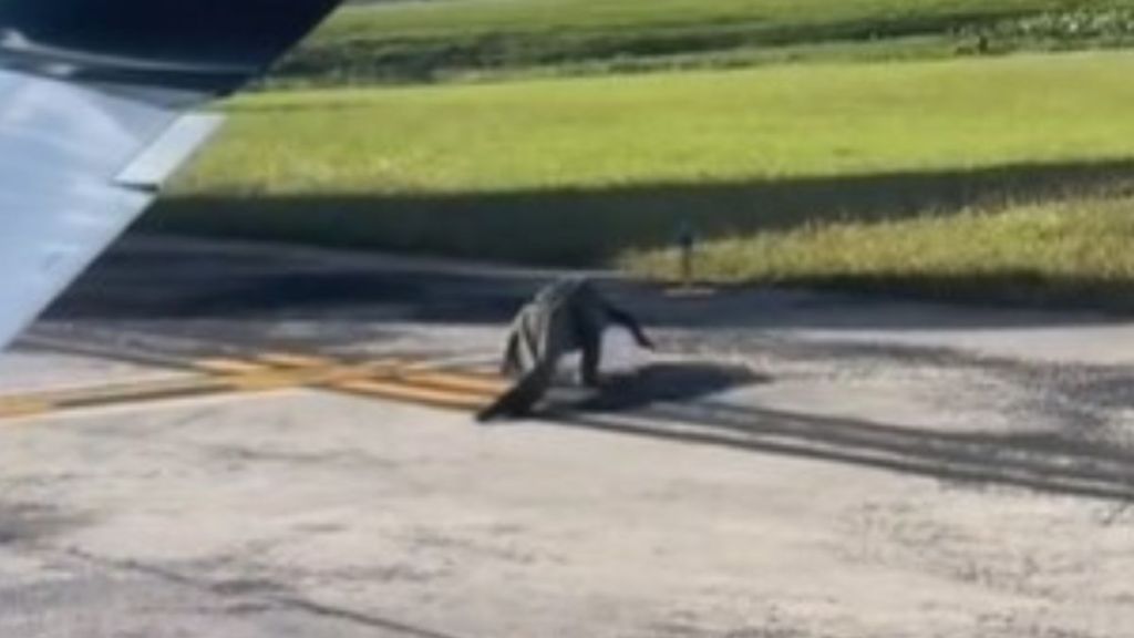 Image shows a large gator strolling across the taxiway at a Florida airport.