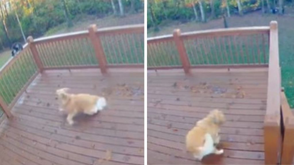 Images show a golden retriever zooming around the family's deck.