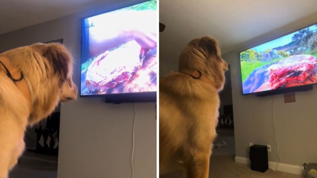 Images show a golden retriever watching a chef prepare steak on a TV food show.