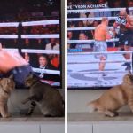 Images show parts of the Jake Paul Mike Tyson boxing match with two cats having their own boxing match in the foreground.