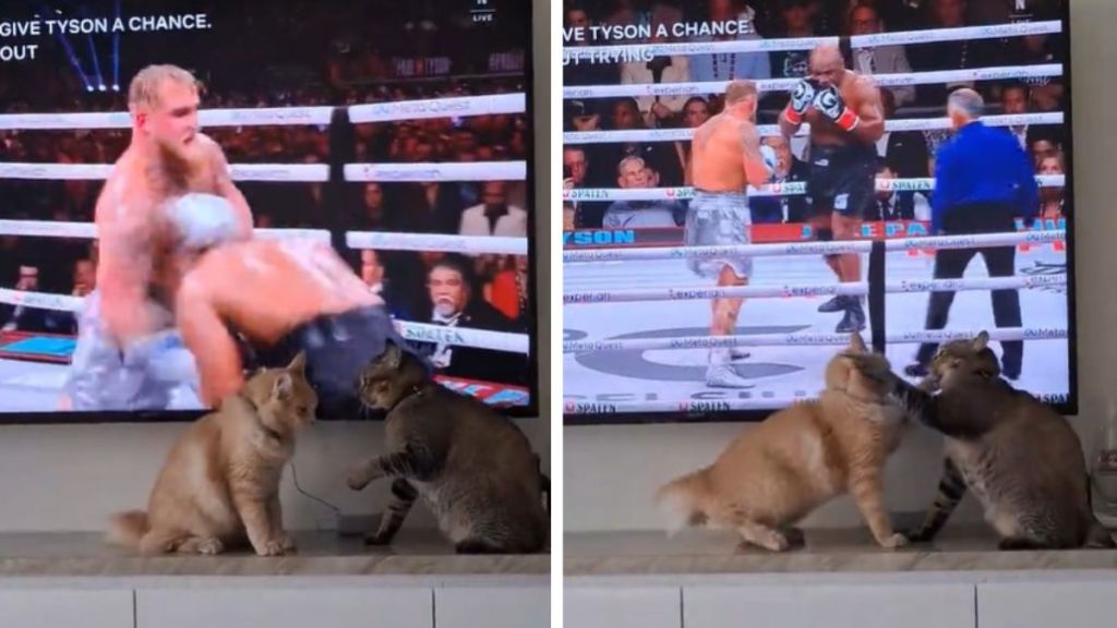 Images show parts of the Jake Paul Mike Tyson boxing match with two cats having their own boxing match in the foreground.