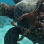 Image shows an octopus as it rides on a sea turtle along the ocean floor.