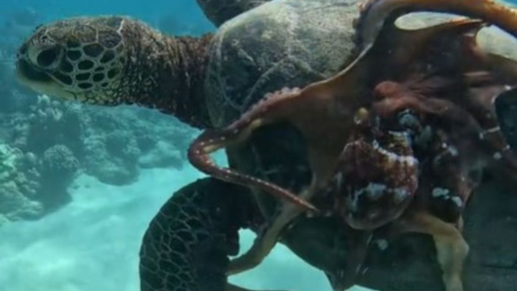 Image shows an octopus as it rides on a sea turtle along the ocean floor.